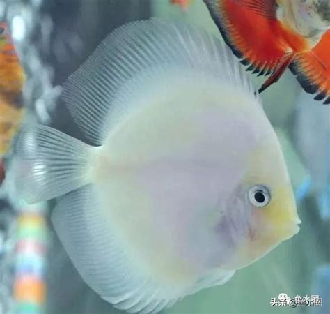 七彩神仙魚混養|七彩神仙魚和什麼魚混養？